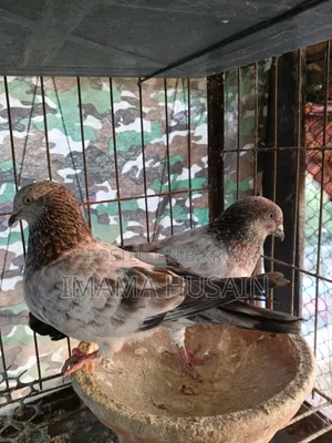 Red Pattu Pigeon