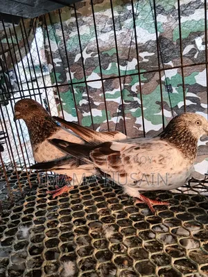 Red Pattu Pigeon