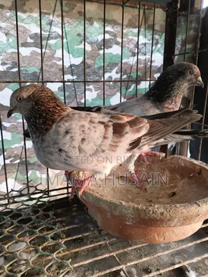 Red Pattu Pigeon
