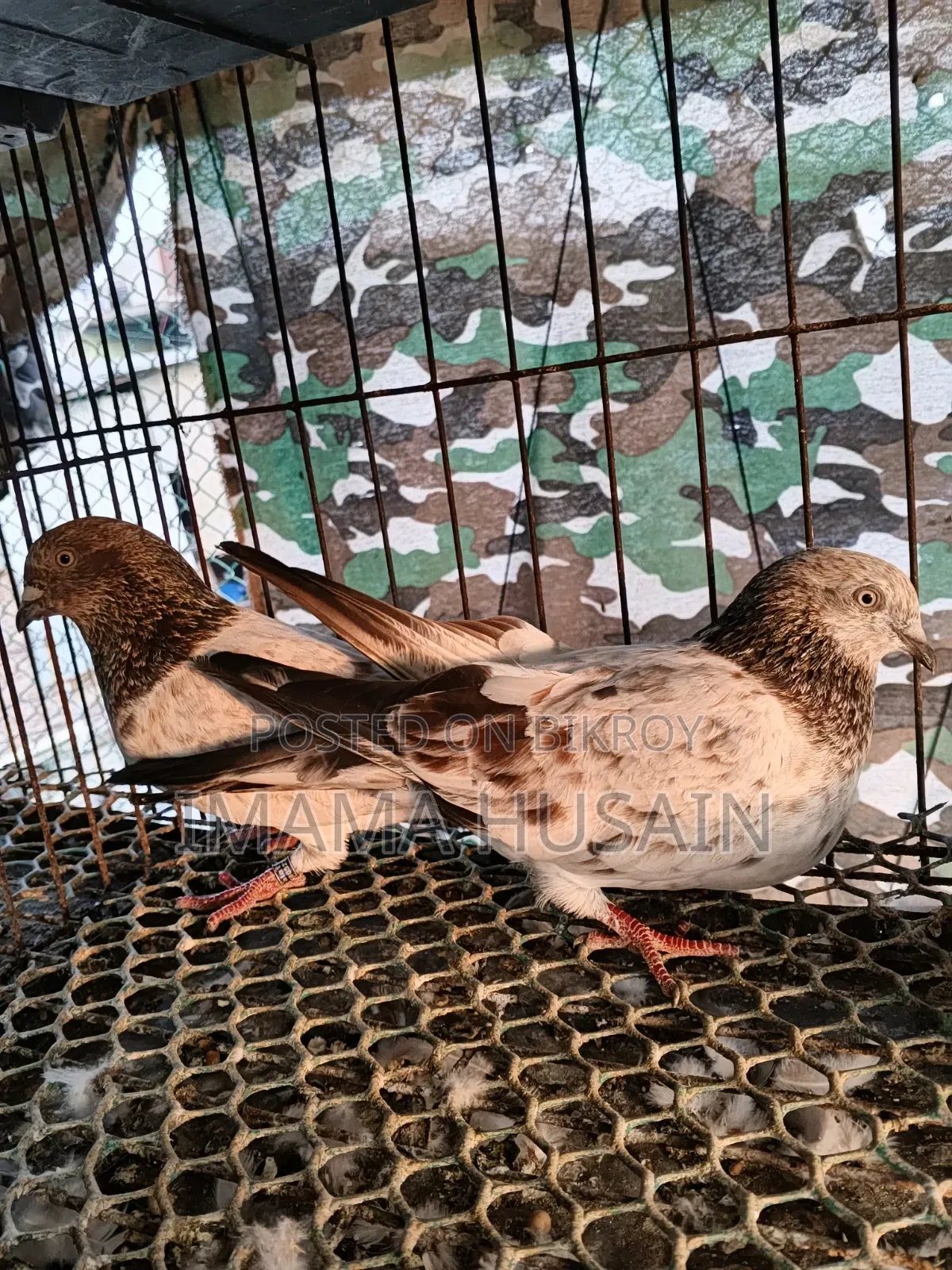 Red Pattu Pigeon