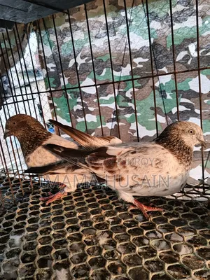 Red Pattu Pigeon