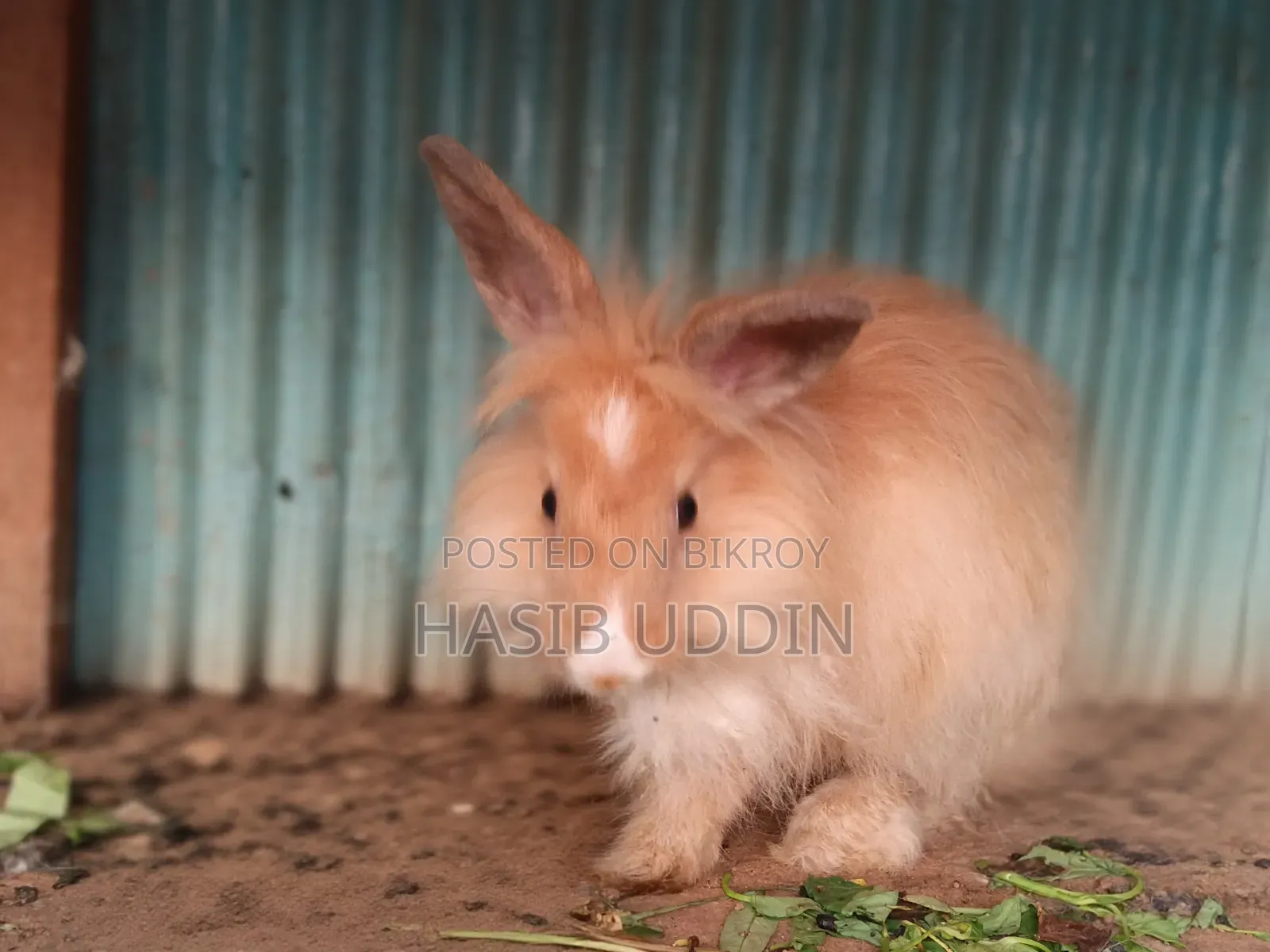 Fancy rabbit for sale.