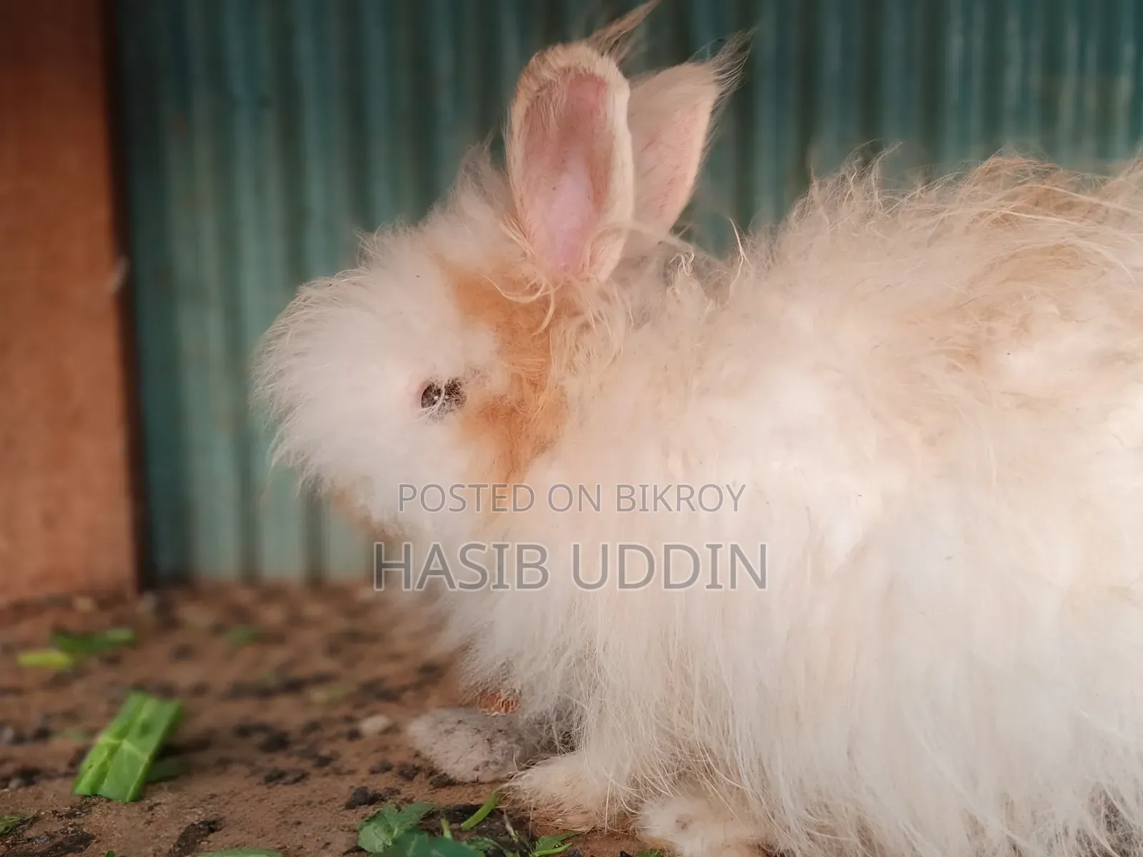 Fancy rabbit for sale.