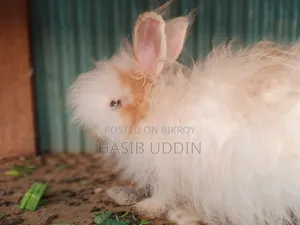 Fancy rabbit for sale.
