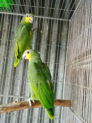 আমাজন প্যারট এডাল্ট বন্ডিং পেয়ার পেপার সহ