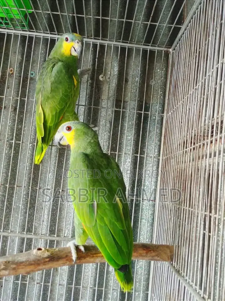 Amazon Parrot Bonding Pair With Paper