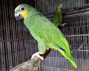 Amazon Parrot Bonding Pair With Paper