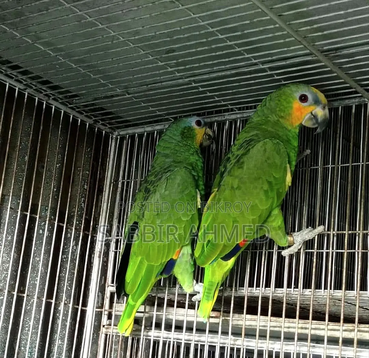 Amazon Parrot Bonding Pair With Paper