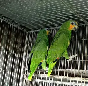 Amazon Parrot Bonding Pair With Paper