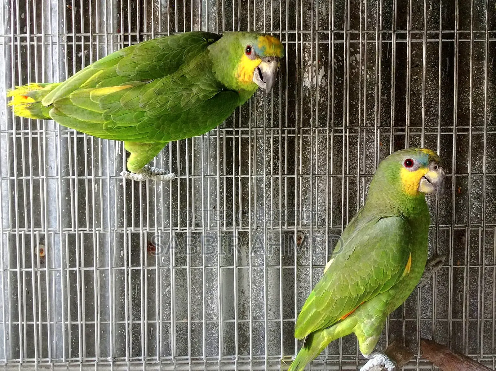 Amazon Parrot Bonding Pair With Paper