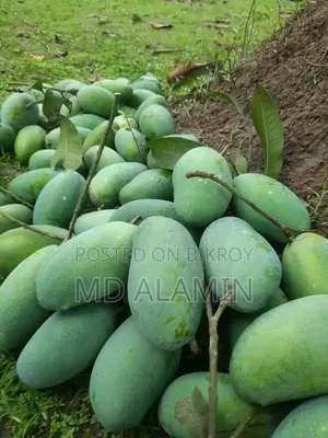 নওগাঁর বাগানের ফ্রেশ আম