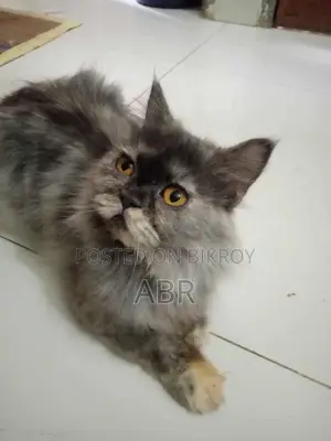 1+ Year Female Purebred Persian
