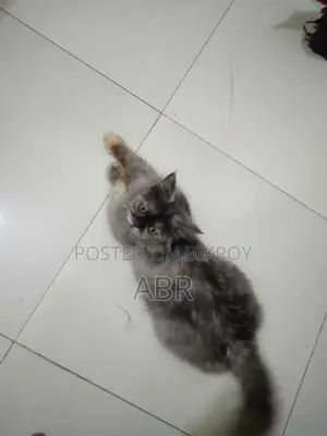 1+ Year Female Purebred Persian