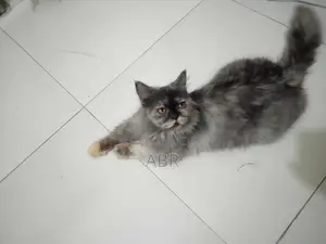 1+ Year Female Purebred Persian