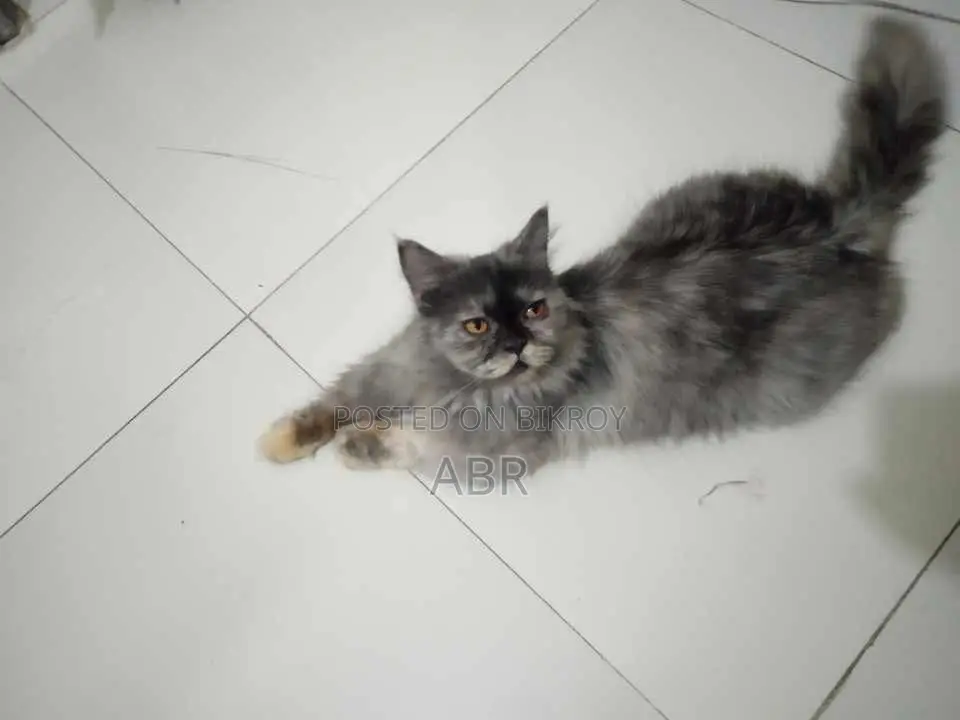 1+ Year Female Purebred Persian