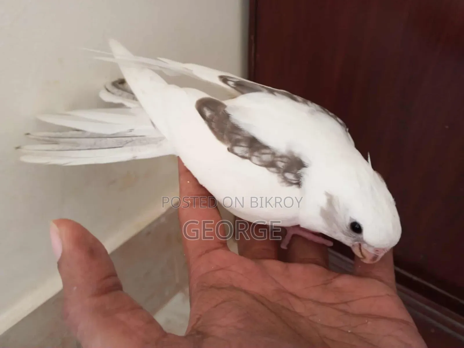 Cokatel Breeding Pair