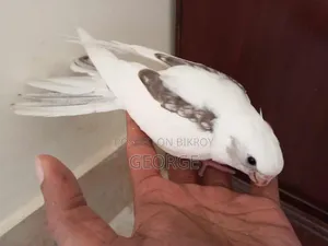 Cokatel Breeding Pair
