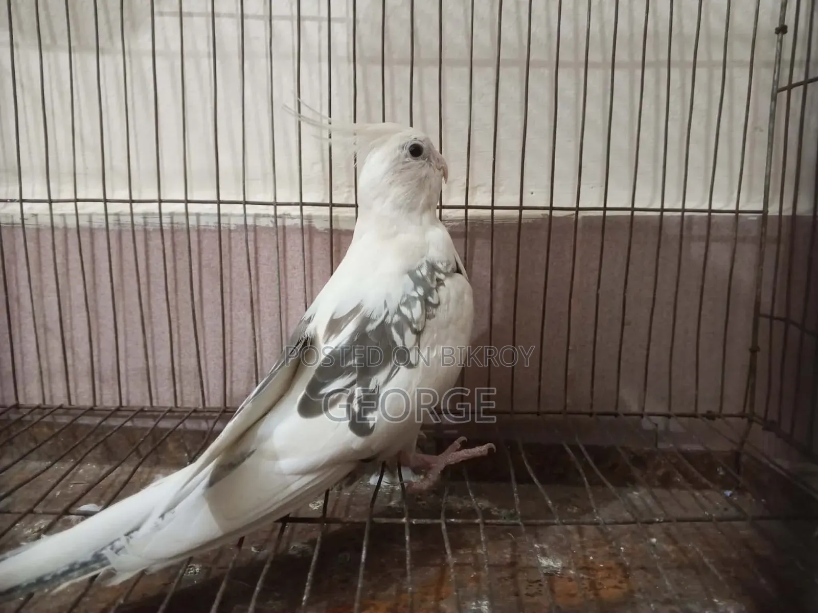Cokatel Breeding Pair