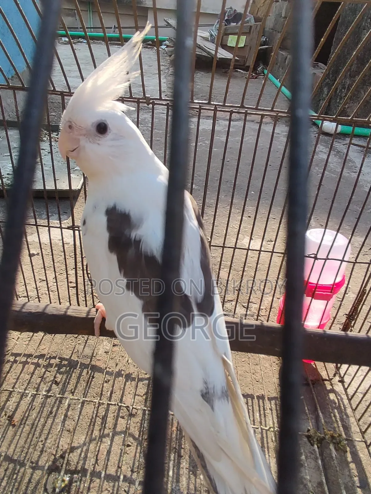 Cokatel Breeding Pair