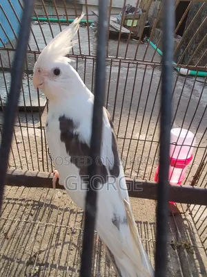 Cokatel Breeding Pair