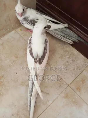 Cokatel Breeding Pair
