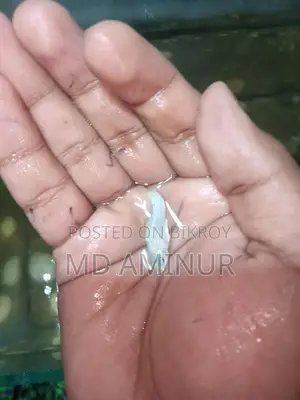 White Molly. Get the biggest size with balloon and various types of Molly