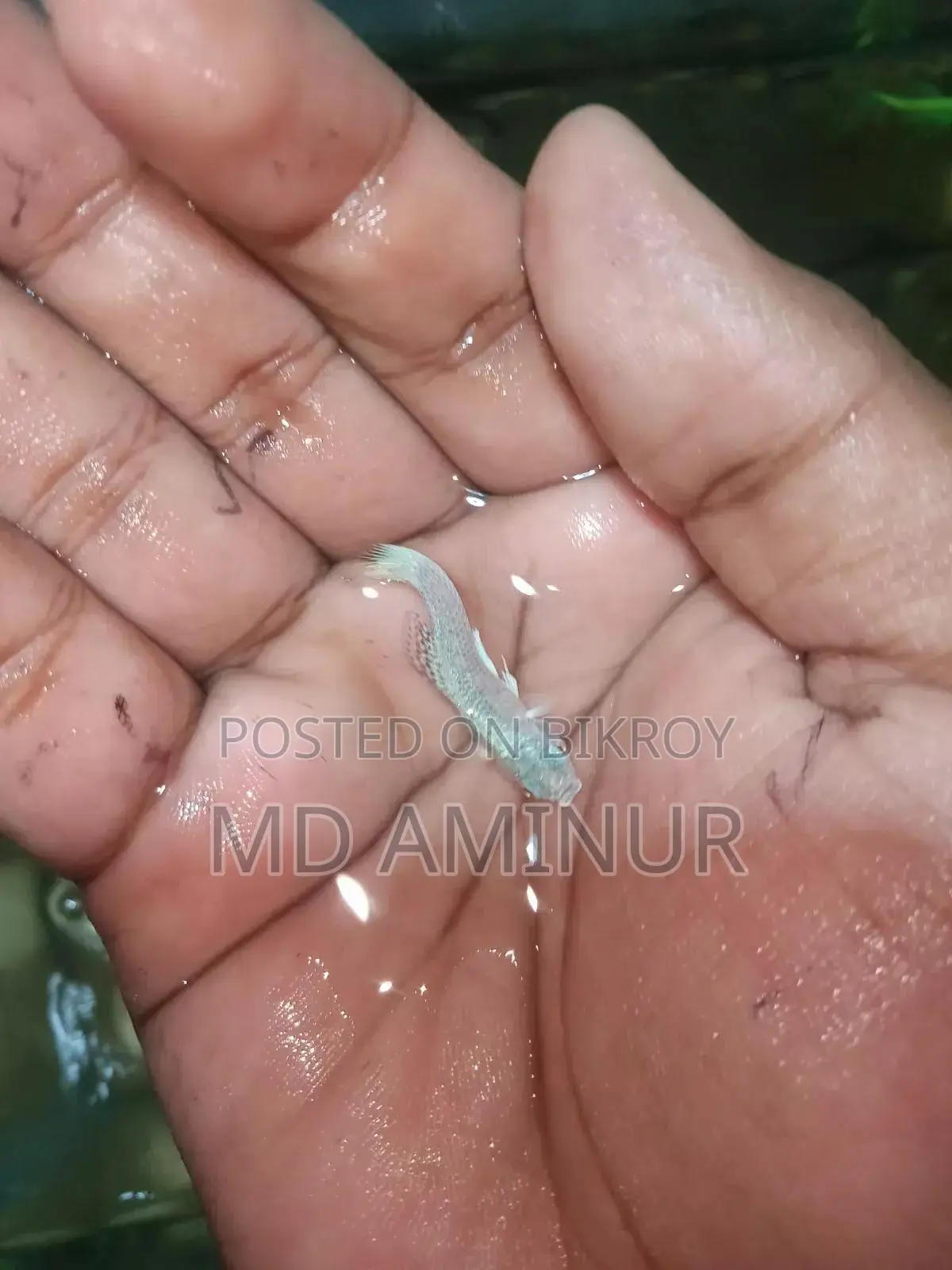 হোয়াইট মলি। সবথেকে বড় বিগ সাইজ বেলুন সহ বিভিন্ন রকমের মলি পাবেন