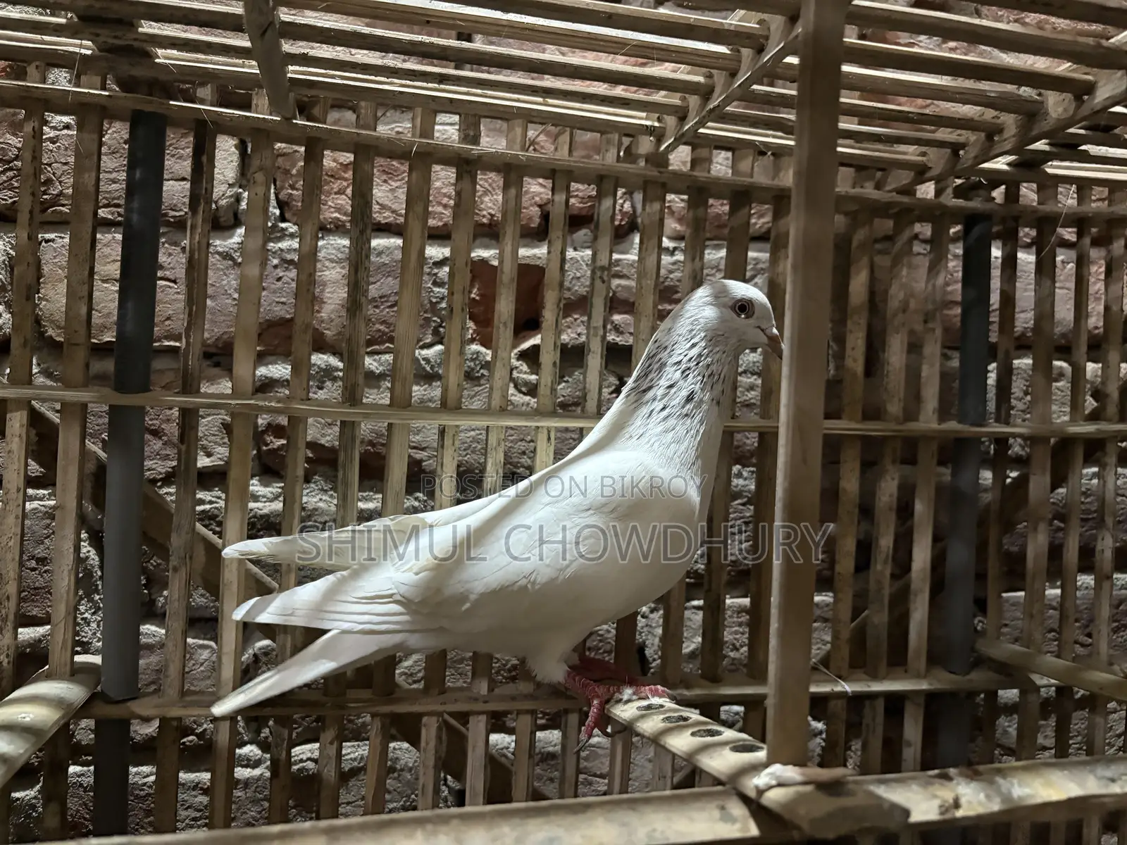 Good quality pigeon