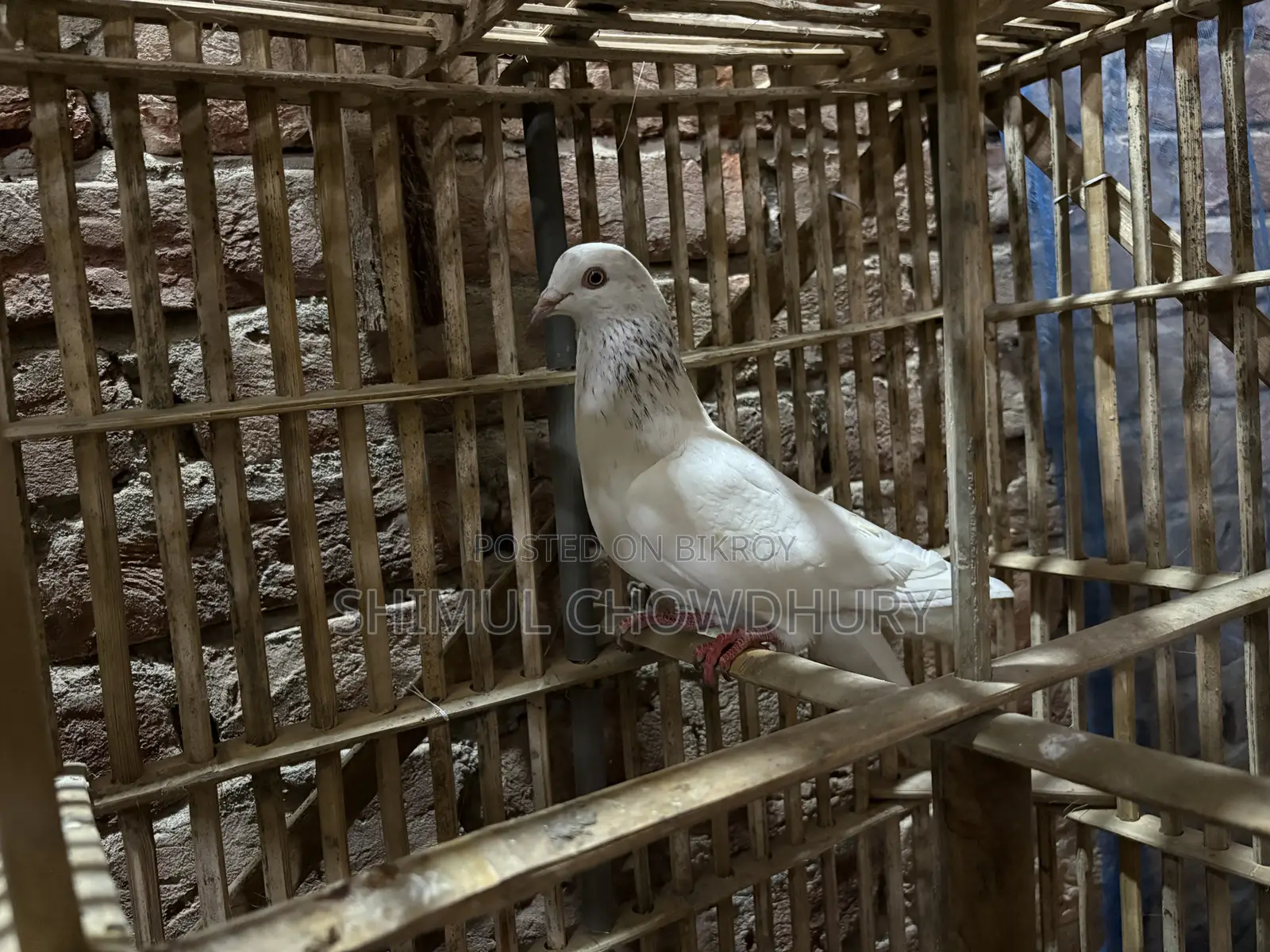 Good quality pigeon