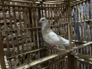 Good quality pigeon