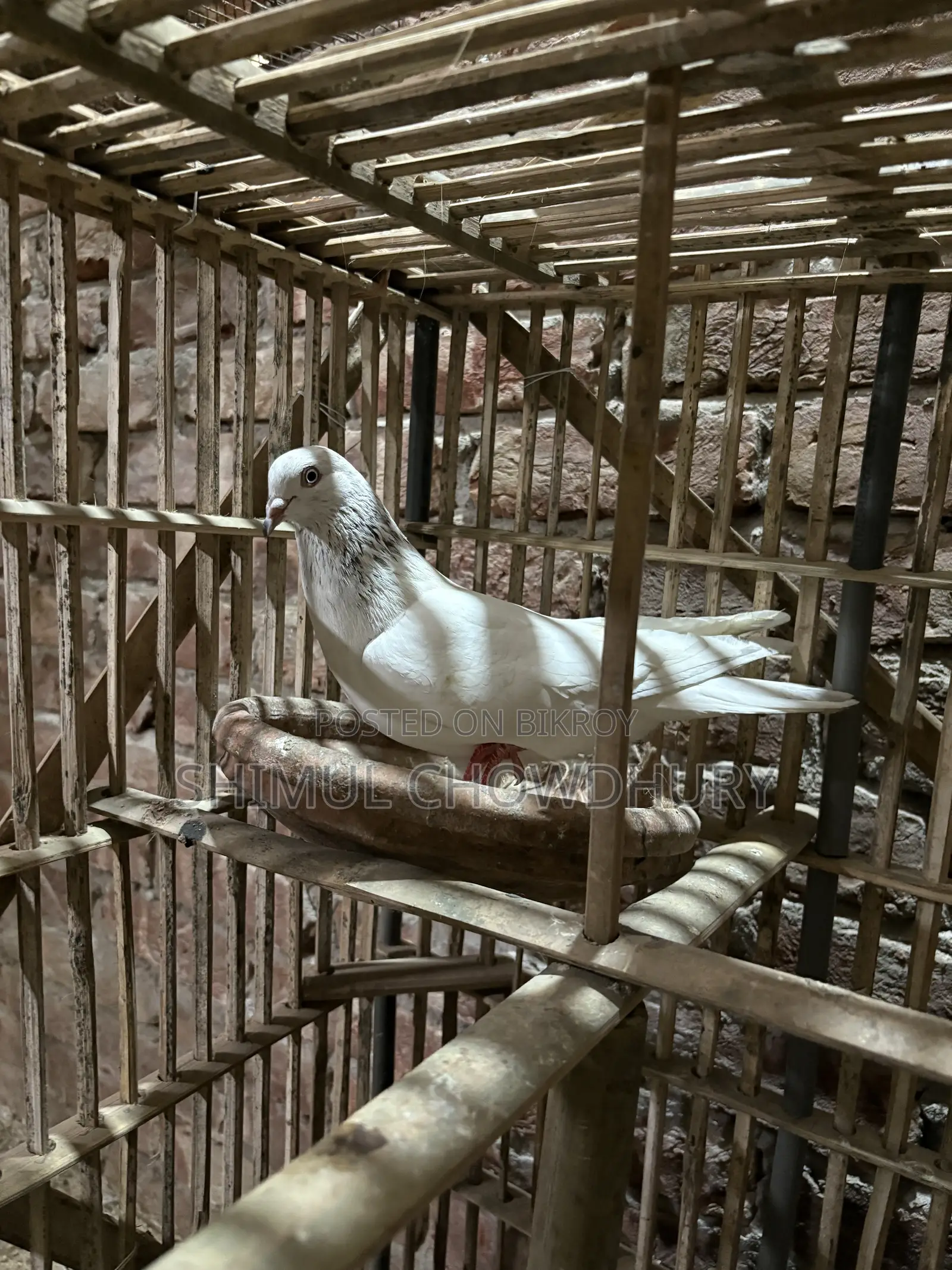 Good quality pigeon