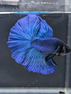 Betta Fish For Sale