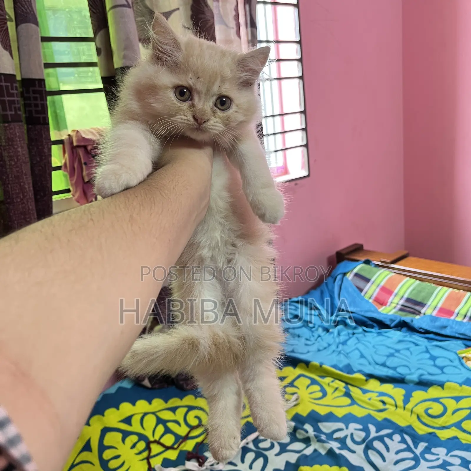 1-3 months Female Purebred Persian
