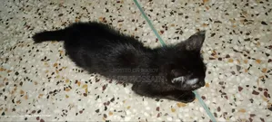 1-3 Months Male Purebred Persian