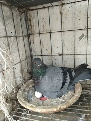 Jali Running Female Pigeon