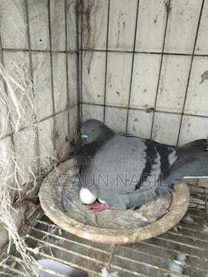 Jali Running Female Pigeon