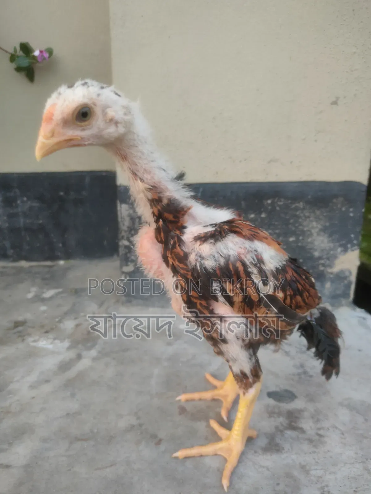আসিল মুরগি বাচ্চা সেল হবে