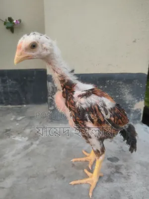আসিল মুরগি বাচ্চা সেল হবে