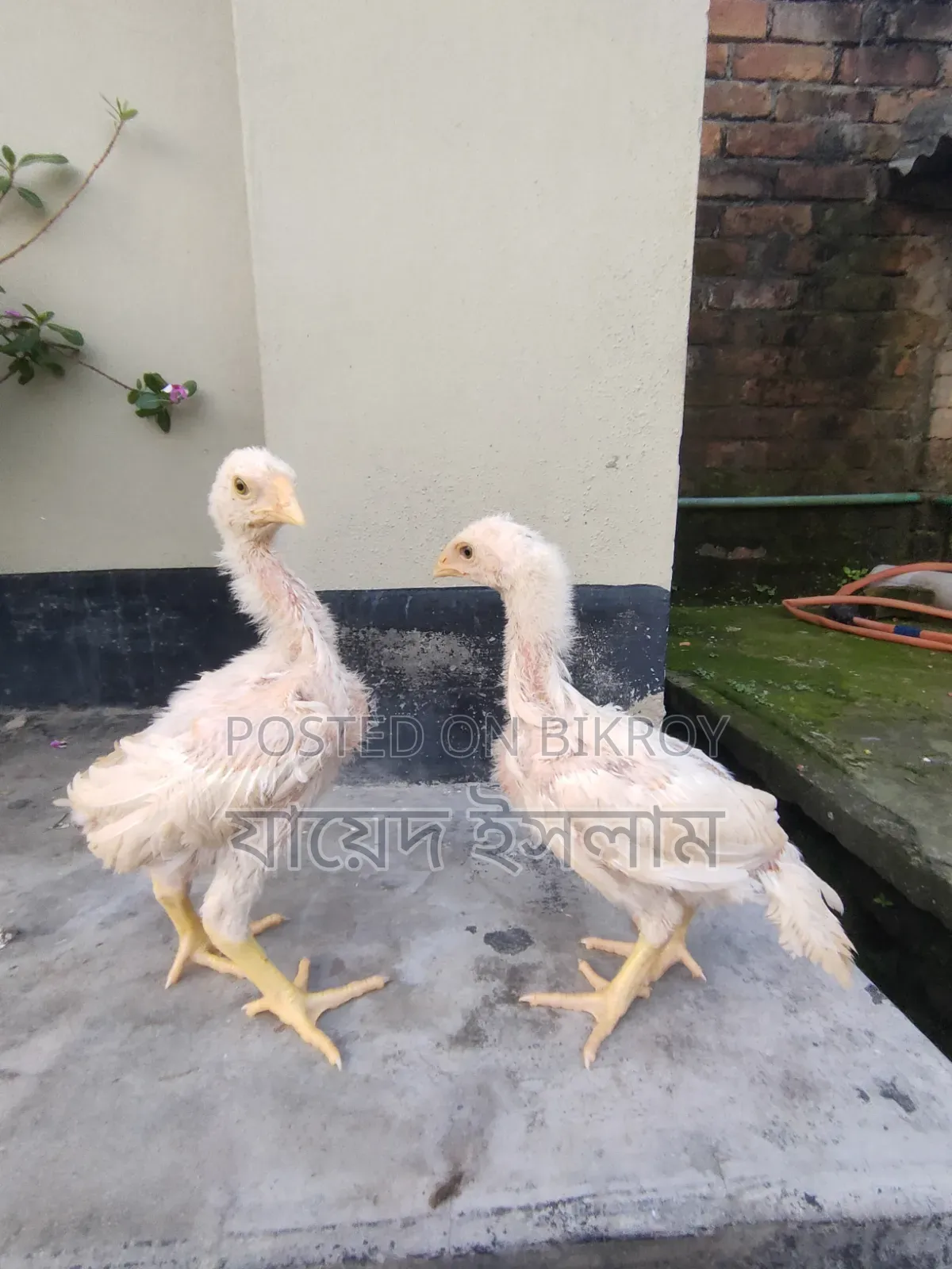 আসিল মুরগি বাচ্চা সেল হবে