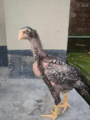 আসিল মুরগি বাচ্চা সেল হবে