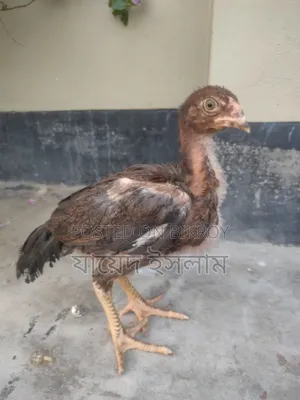 আসিল মুরগি বাচ্চা সেল হবে