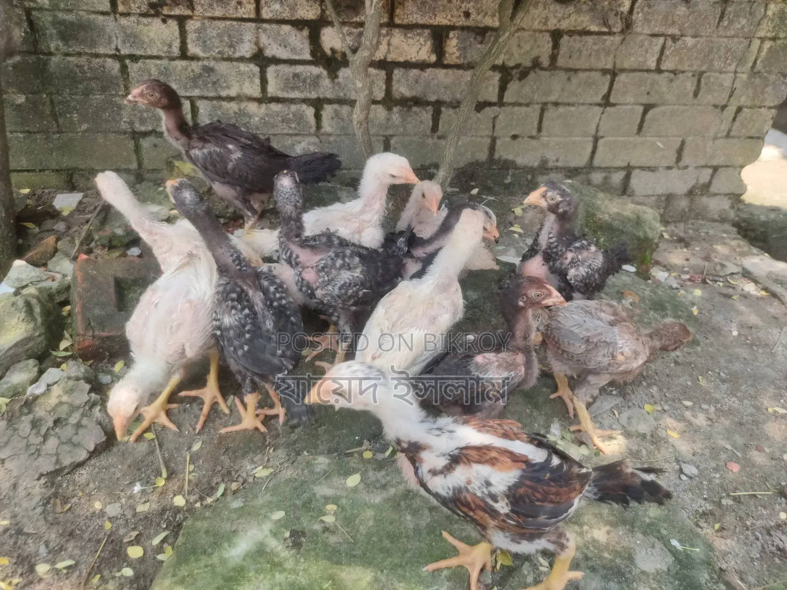 আসিল মুরগি বাচ্চা সেল হবে
