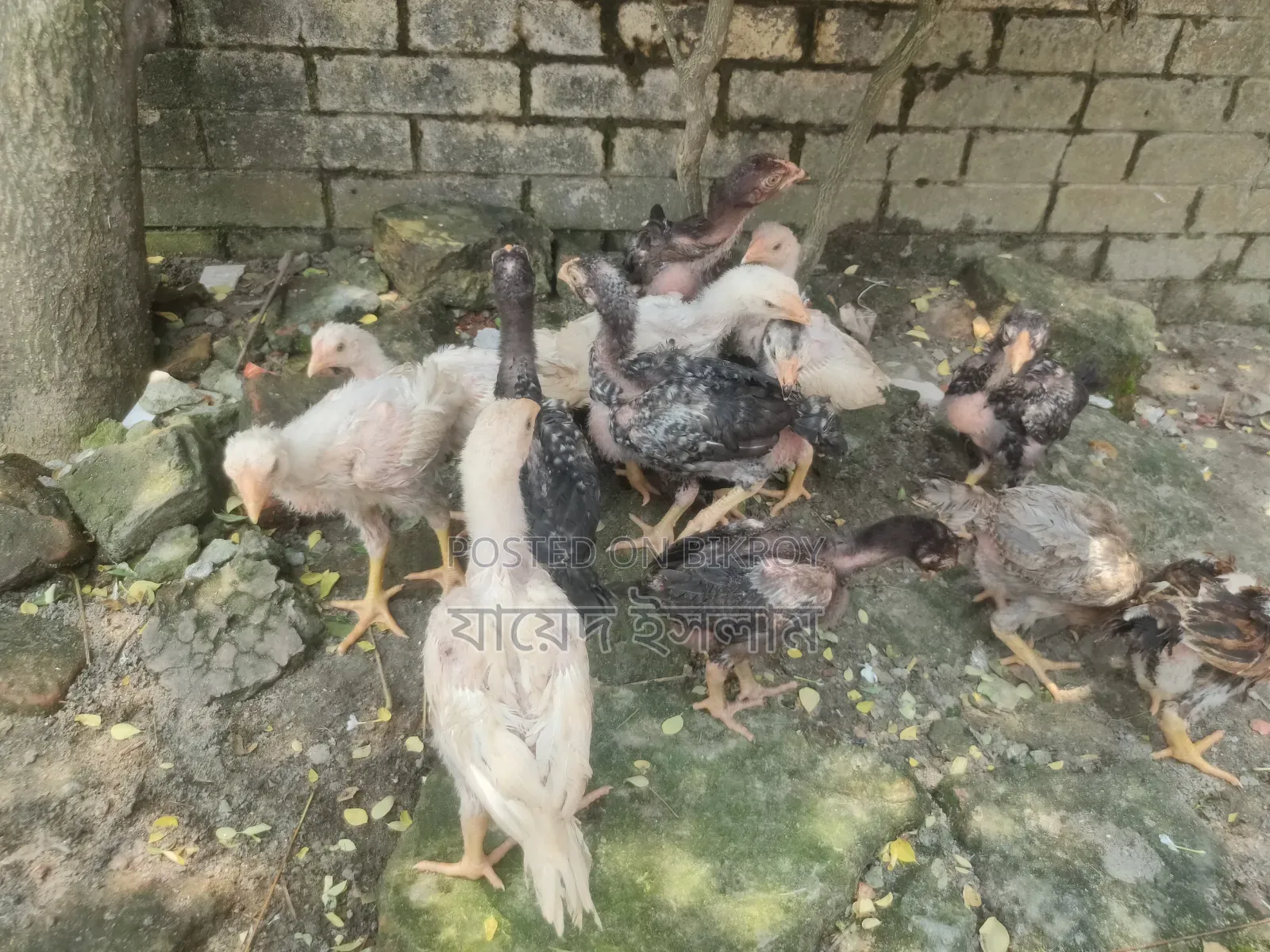 আসিল মুরগি বাচ্চা সেল হবে