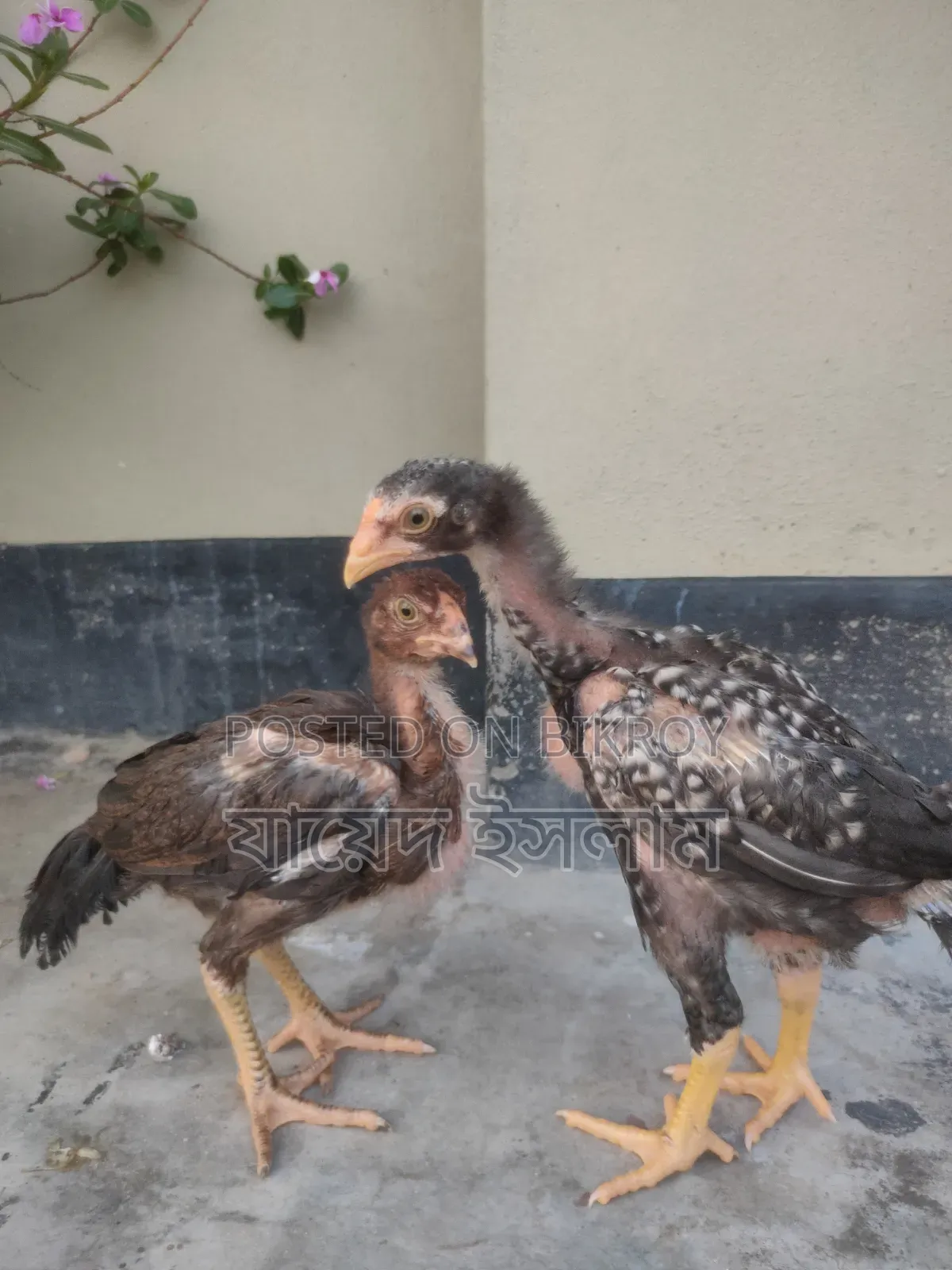 আসিল মুরগি বাচ্চা সেল হবে
