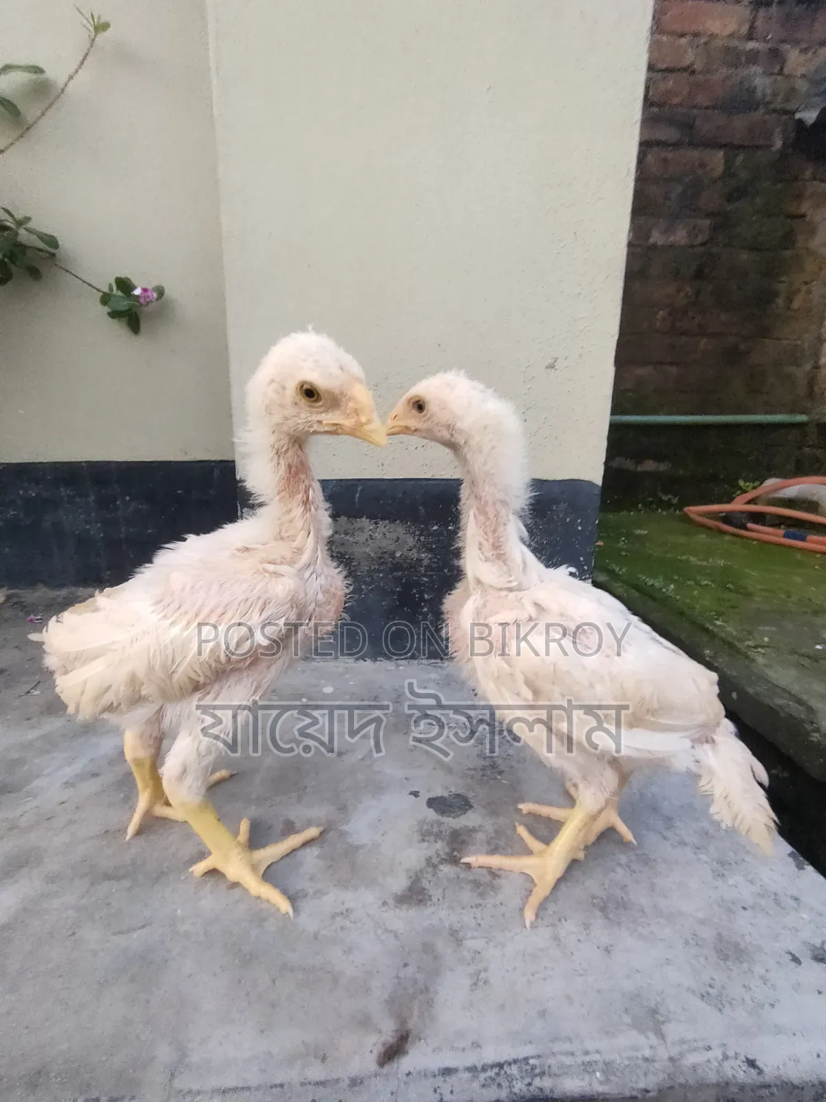 আসিল মুরগি বাচ্চা সেল হবে