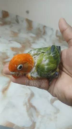 Tame Size Lovebird