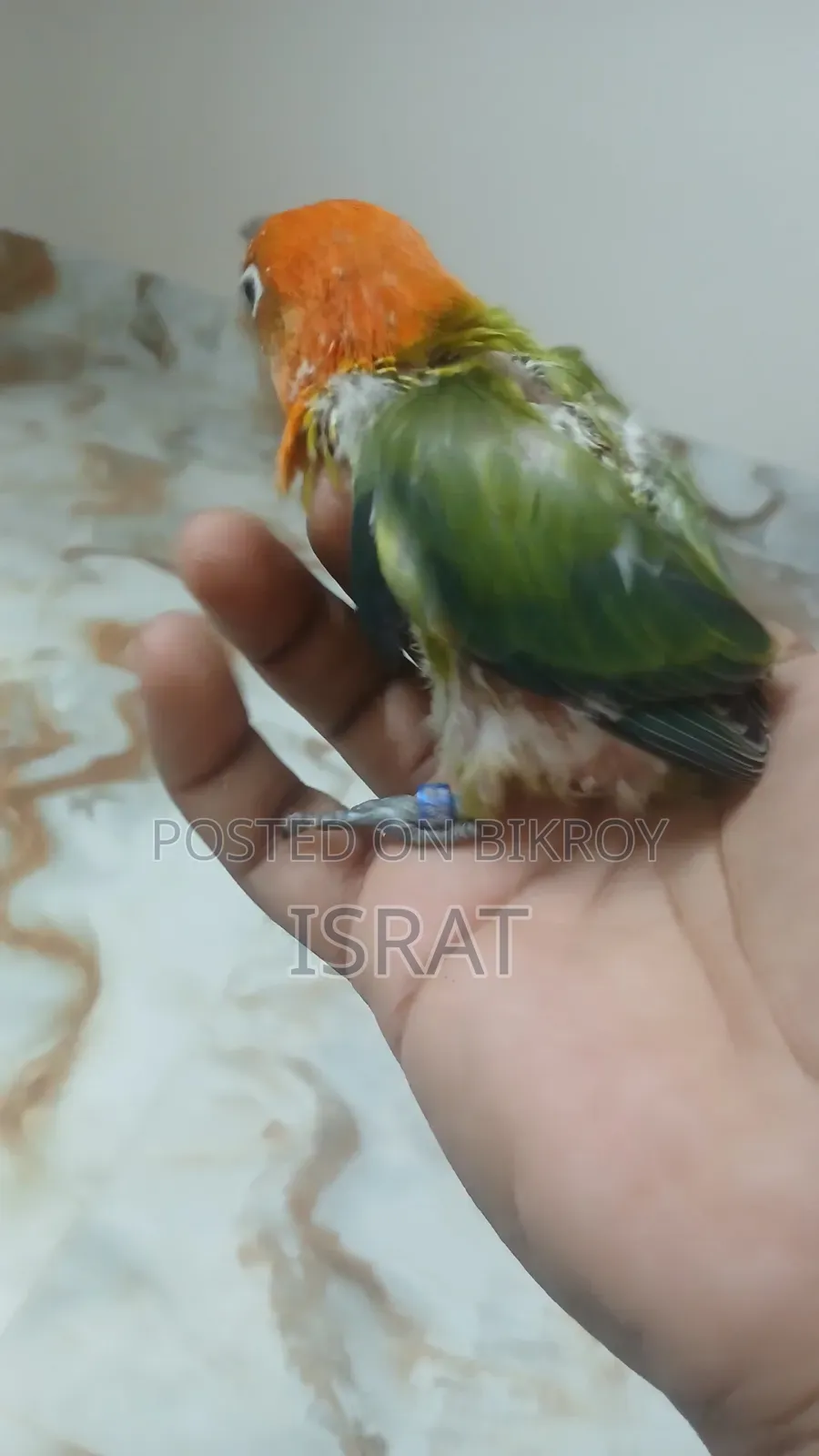 Tame Size Lovebird