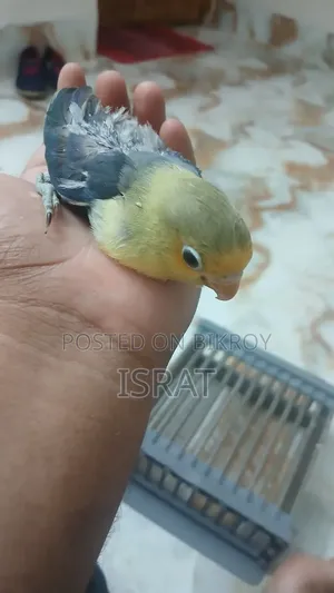 Tame Size Lovebird