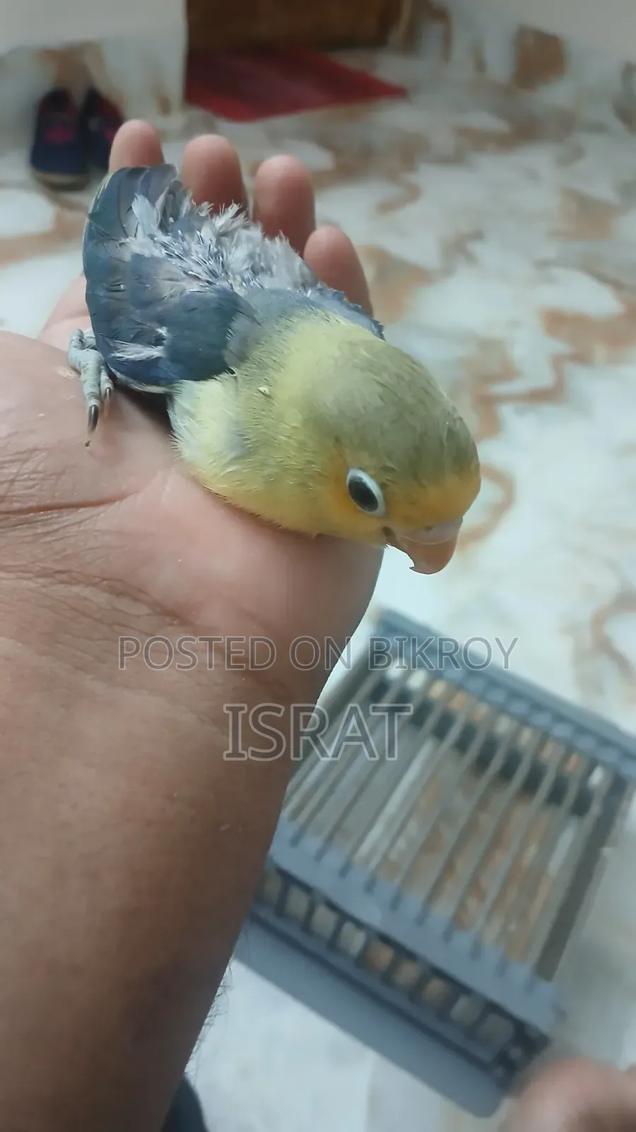 Tame Size Lovebird