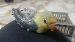 Tame Size Lovebird
